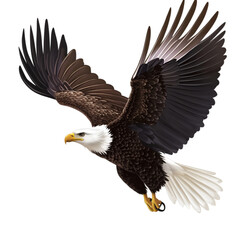 Obraz premium Soaring Bald Eagle Image
