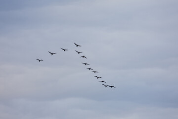 Wild geese flying in the blue sky