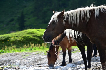 Durst. Schöne Noriker beim Trinken am Wildbach