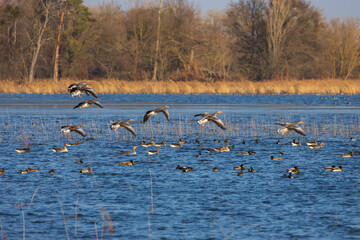 Geese and ducks fly above the surface of the Hlohovec pond in the Czech Republic