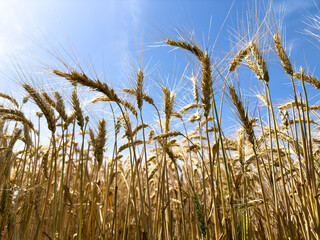 A field of golden wheat stretches under a bright blue sky