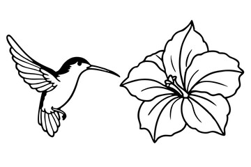 hummingbird and hibiscus line art silhouette vector illustration