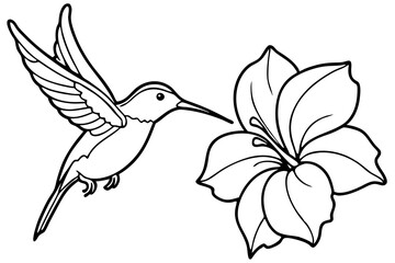 hummingbird and hibiscus line art silhouette vector illustration