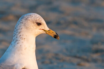 Close-up of Ring-Billed Gull on sandy beach.