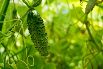 Fresh cucumber hanging from a vine in a green garden. Sunlight filters through the leaves, highlighting the vibrant growth of homegrown vegetables in an organic environment