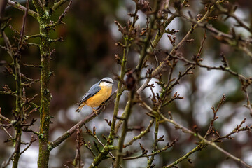 Kleiber sitzt auf Baum und wartet um fressen zu können. 
