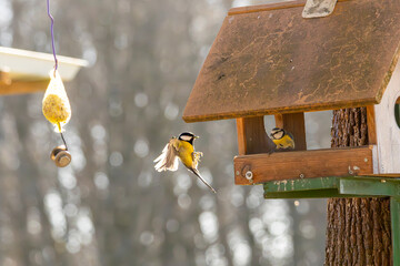 Kohlmeise im Anflug 