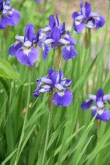 Field of Purple Siberian Irises in Bloom