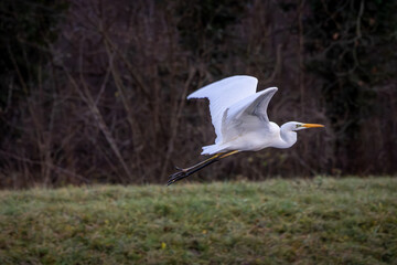 Silberreiher im Flug 