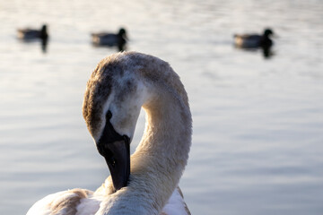 Schwan im Gegenlicht 