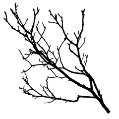 Silhouette of a Bare Tree Branch Against a White Background Highlighting Natural Simplicity and Minimalist Design
