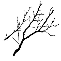 Silhouette of a Bare Tree Branch Against a White Background Capturing Minimalist Natural Beauty