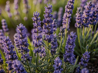 Close-up of purple lavender flowers