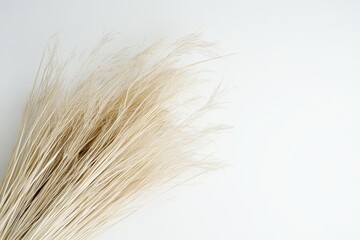 A beautiful bunch of dried light colored ornamental grasses rests