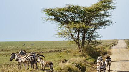 Zebras gracefully graze beneath a large tree in a beautifully serene landscape setting Serengeti Tanzania Africa