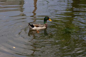 Mallard duck on a pond