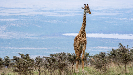Fototapeta premium The Majestic Giraffe Gracefully Standing Tall in the Serene Wilderness of Serengeti Tanzania Africa