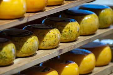 Wooden shelves with hard matured cheese from cow's milk at cheese factory in North Holland, The Netherlands, Dutch cheese farm