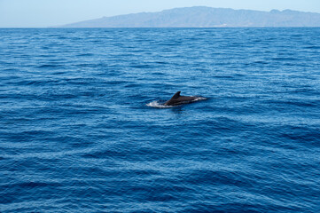 Fototapeta premium Watching flock of dolfins and whales from touristic boat, south of Tenerife island, Canary, Spain, wildlife seascape