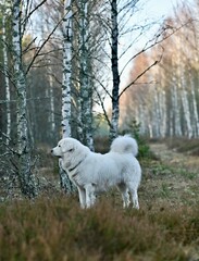 Biały Owczarek © Jacek