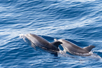 Watching flock of dolfins and whales from touristic boat, south of Tenerife island, Canary, Spain,...