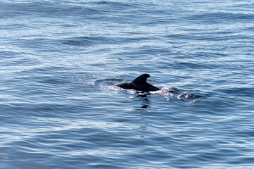 Fototapeta premium Watching flock of dolfins and whales from touristic boat, south of Tenerife island, Canary, Spain, wildlife seascape