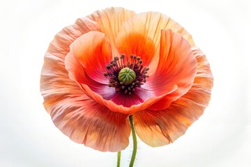 poppy flower isolated on white