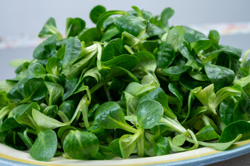 Valeriana locusta or lamb's lettuce corn salad is identifiable by its rounded leaf and deep green colour, healthy vegetarian food