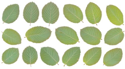 Green Leaves Pattern on White, Flat Lay, Botany study