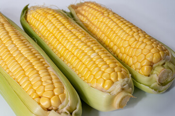 Fresh yellow ripe sweet raw corn, sugar corn or pole corn, variety of maize, uncooked