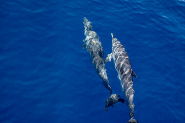 Watching flock of dolfins and whales from touristic boat, south of Tenerife island, Canary, Spain,...