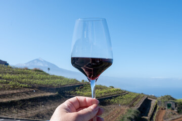 Wine making on bodegas wineries on volcanic soils of Mount Teide in Tacoronte-Acentejo wine region...