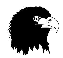 Bald Eagle head 