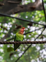 Vertical photo of colorful small lovebird perched on a rope, showcasing its vibrant plumage and curious expression.