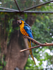 Tropical bird sanctuary: vibrant macaw on wooden perch.Brilliant plumage exotic macaw.Majestic blue and gold macaw portrait.