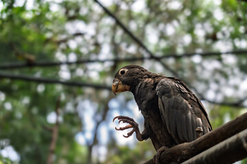 Close-up vertical photo of exotic dark parrot demonstrating grip. African vasa parrot shows natural behavior.Dark plumage parrot displaying curved talons.