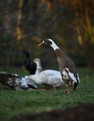 Kaczki © Jacek