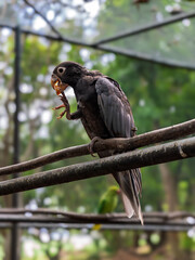 Exotic dark parrot on tree branch looking at camera and eating with beautiful bokeh background. African vasa parrot shows natural behavior