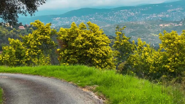 Route du Mimosa - mimosa road on the French Riviera. Forest of blooming mimosa in the Tanneron mountain range, France. High quality 4k footage

