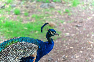 Close-up portrait of majestic peacock. Indian peafowl with vibrant blue plumage in natural...