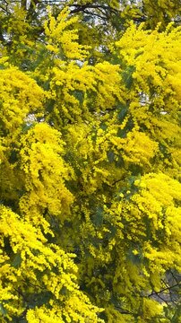 Route du Mimosa - mimosa road on the French Riviera. Forest of blooming mimosa in the Tanneron mountain range, France. High quality 4k footage

