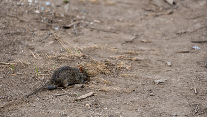 A small rodent is scurrying on the ground in its natural habitat, showcasing its active lifestyle Serengeti Tanzania Africa