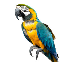 Fototapeta premium Blue-Gold Macaw Parrot Bird Image