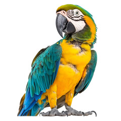 Blue-and-gold Macaw Parrot Image