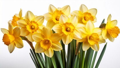 Obraz premium yellow daffodils flowers isolated on white background