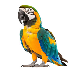 Fototapeta premium Blue-and-gold Macaw: Stunning Parrot