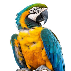 Fototapeta premium Blue-Gold Macaw: Bird Image