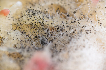 Beginning of Cladosporium Mold Growing on Food