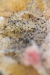 Beginning of Cladosporium Mold Growing on Food