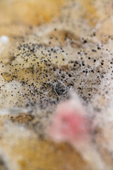 Beginning of Cladosporium Mold Growing on Food